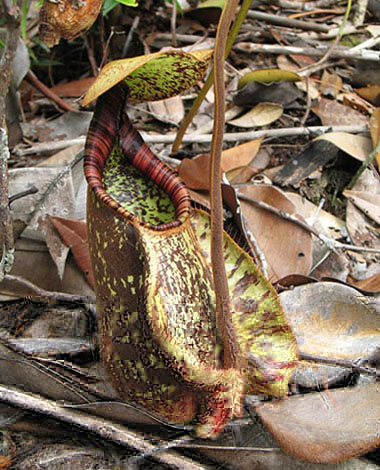 N-rafflesiana-Bako-5405.jpg