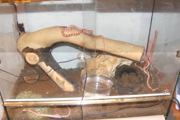 terarium.jpg