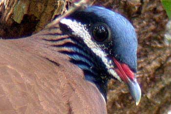 blue headed quail dove.jpg