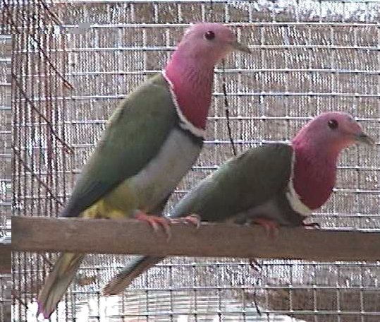 Pink Headed Fruit Dove.jpg