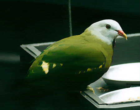 fruitdove.jpg