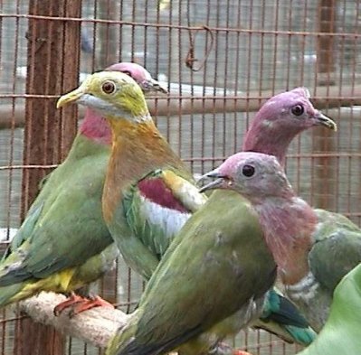 Ornate Fruit Dove.jpg