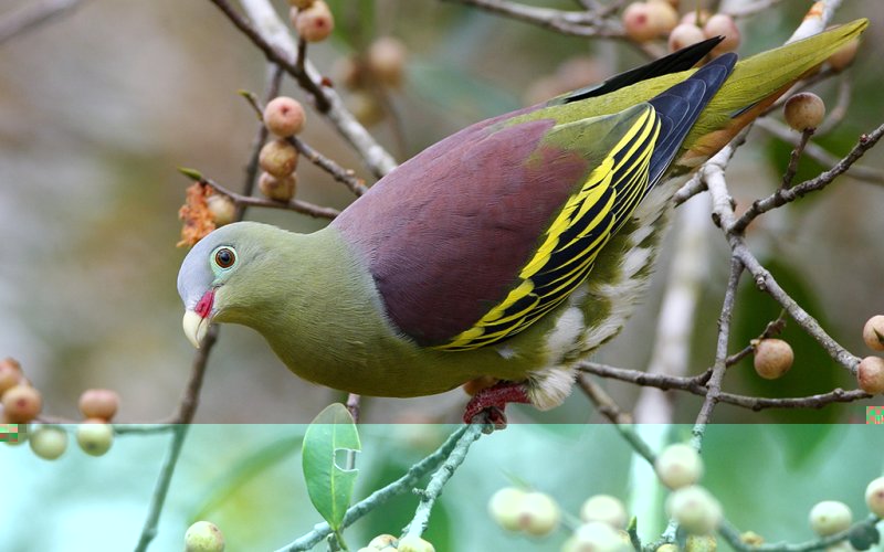 Thick-billed Green Pigeon.jpg