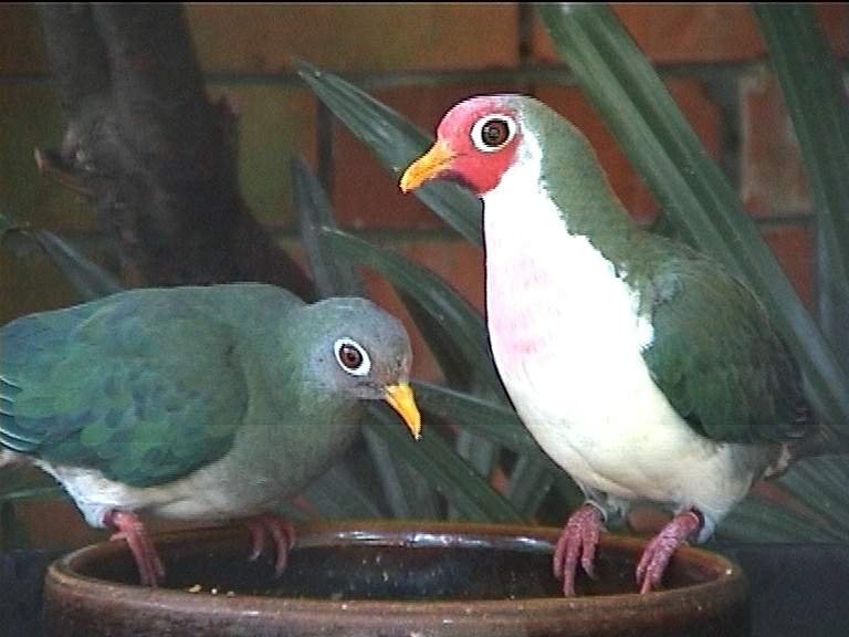 Jambu Fruit Dove.jpg