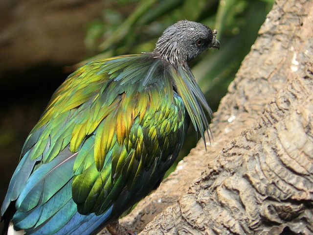 Nicobar pigeon.jpg