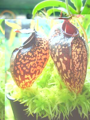 normal_N__aristolochioides_-_sockhom.jpg