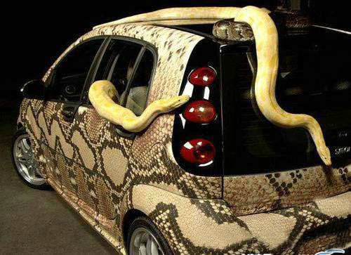 snake_car_3.jpg