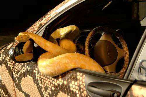 snake_car_4.jpg