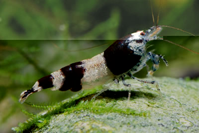lukhaup_bee_shrimp.jpg