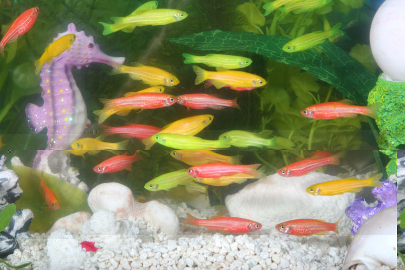 800px-GloFish.jpg