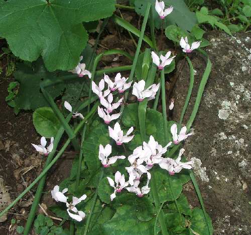 DSCF2429.JPG