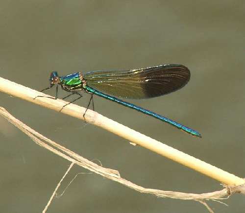 DSCF2458.JPG