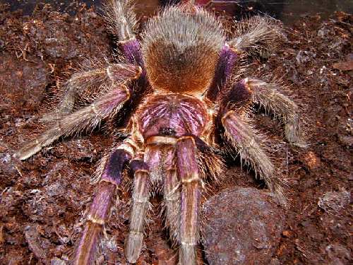 tarantula.jpg