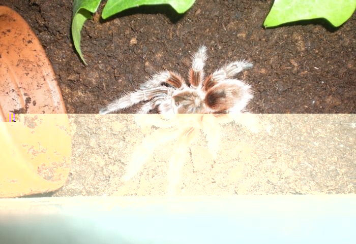 wm_normal_g_rosea.JPG