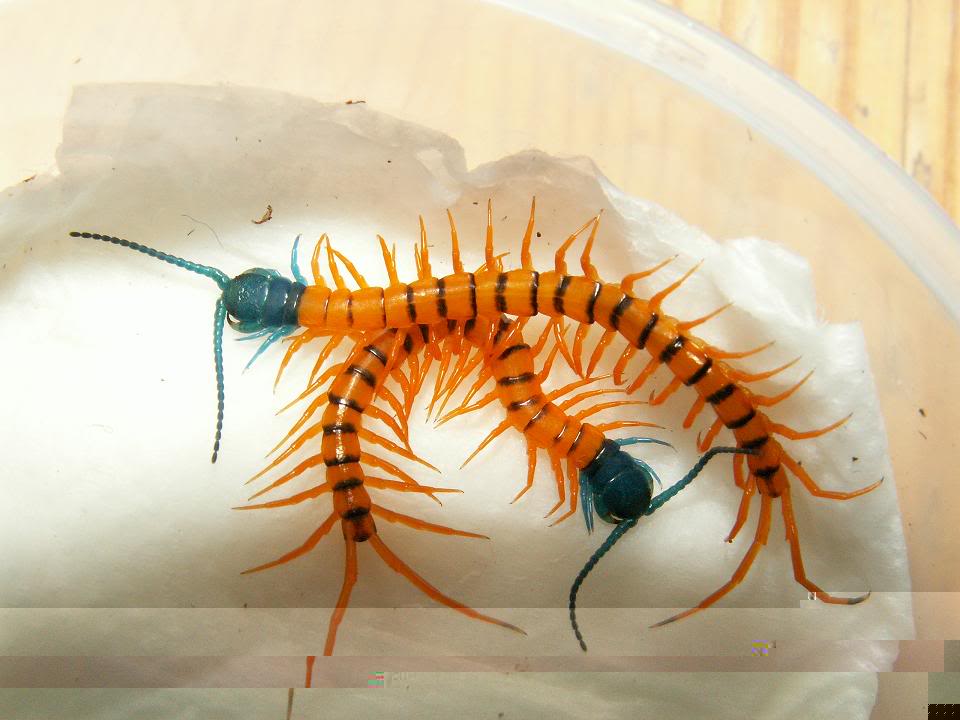 808d08e6.jpg