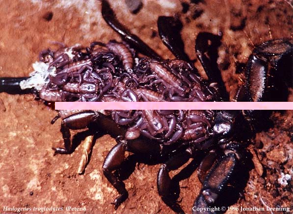 h_troglodytes_young.jpg