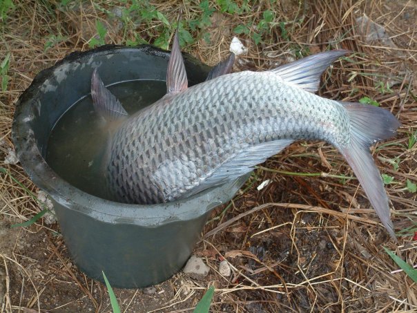 tailand5.jpg