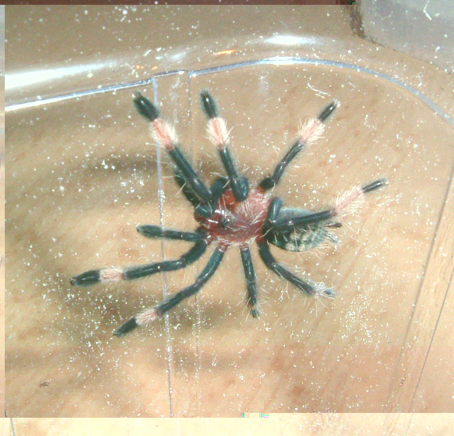 Psalmopoeus_irminia_2_FH.jpg