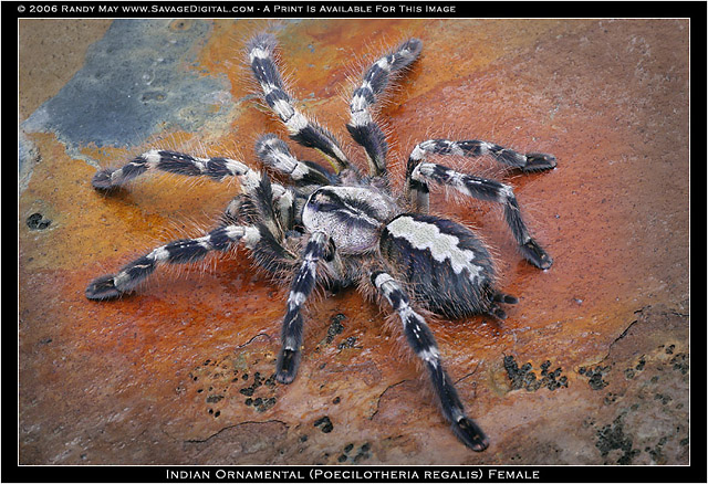 Poecilotheria_regalis.jpg