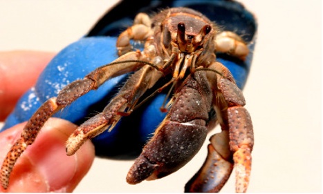 hermitcrab.jpg