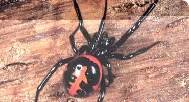 false-widow-spider2_16027_1.jpg
