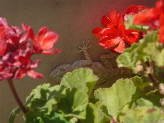 ‏‏עותק של שונות 2010 022.jpg