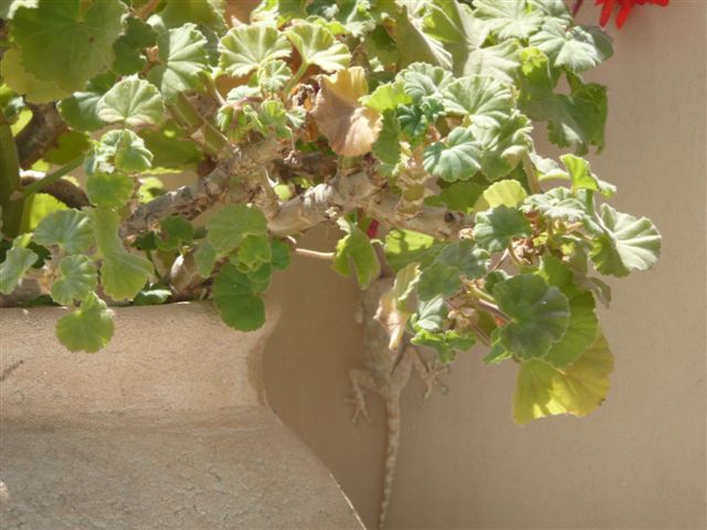 ‏‏עותק של שונות 2010 018.jpg