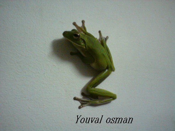 white lipped tree frog.jpg