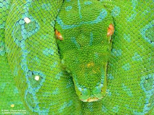 wamena_speck_2_29_04_800x600c.jpg