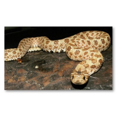 hog_nose_snake.jpg