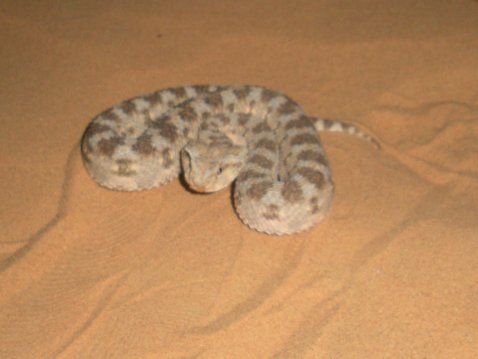 עכן גדול 3.jpg