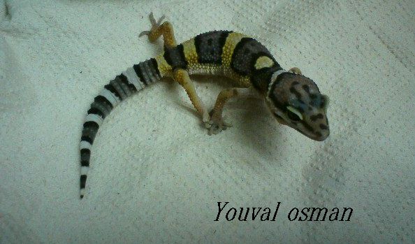 הט טרמפר.jpg