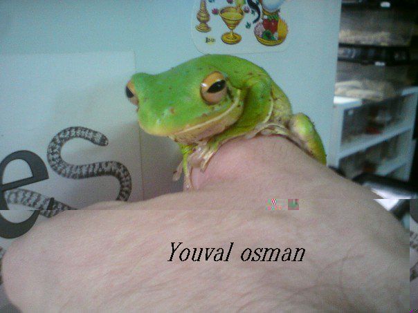 לבנת שפהה.jpg