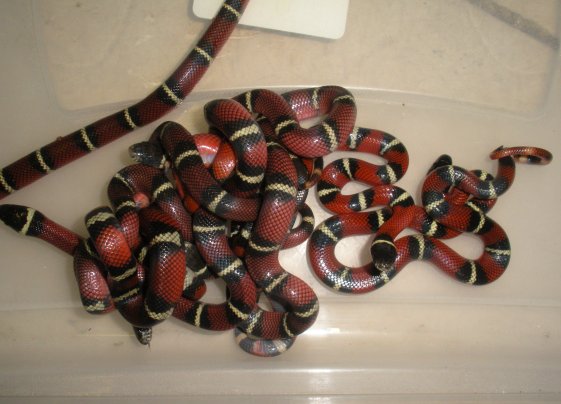 נלסון הטרו לאלבינו 2010 1.jpg