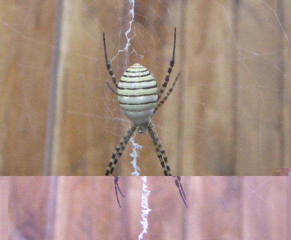 spider.jpg