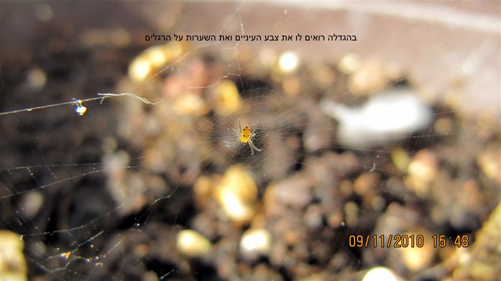 ‏‏עותק של תמונות שונות 2010 2179.jpg