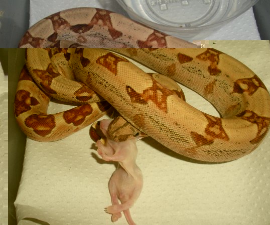 סלמון 2010 מנשנש.jpg