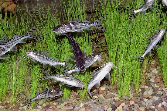 Pimelodus%20pictus%202.jpg