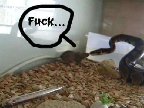 Snake.jpg