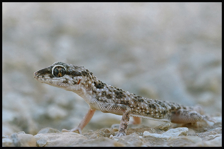 baluch_rock_gecko.jpg