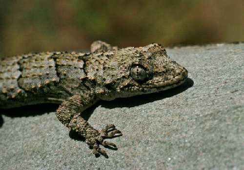 Tree-Geko-Small.jpg