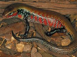 Emerald-032-Tree-032-Boa-032-Amazon-032-Equador-1280x80לל0.jpg