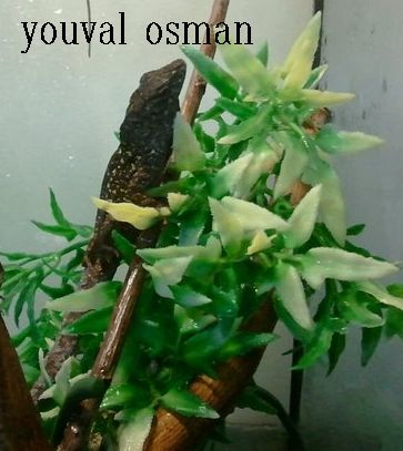 אנולות1.jpg