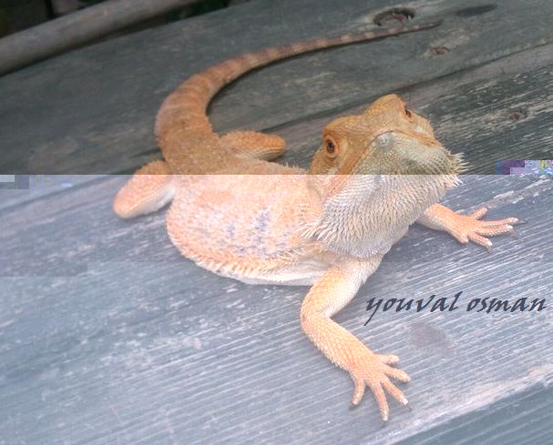 מזוקני.jpg