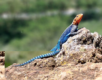 350px-Red-headed_Rock_Agama.jpg