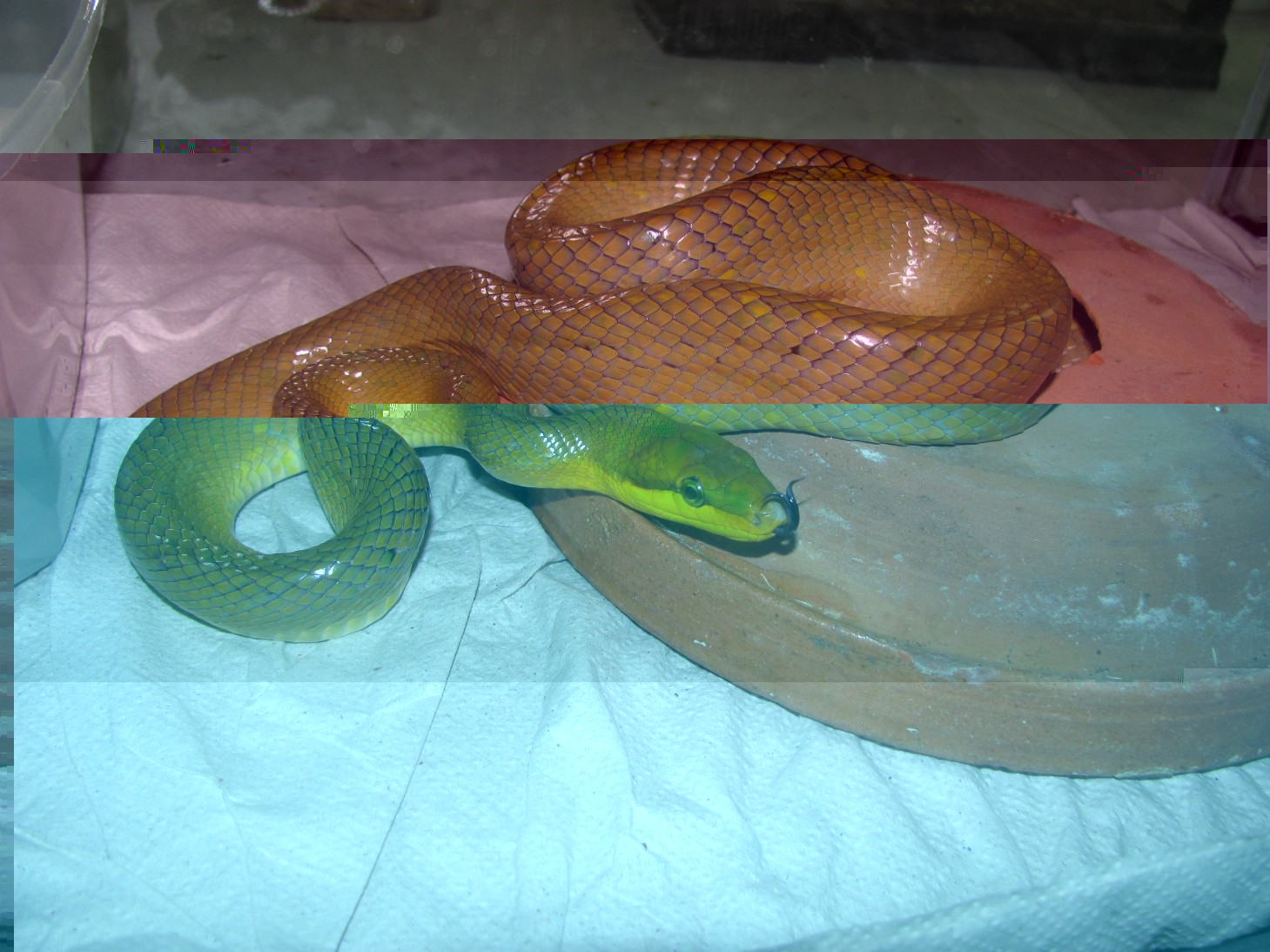 resized_IMG_1387.jpg