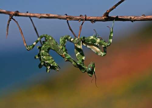 Praying Mantis.jpg