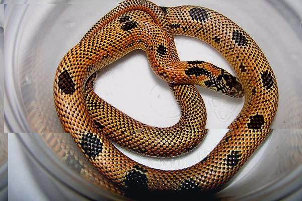 brooks_x_blotched_king_snake.jpg