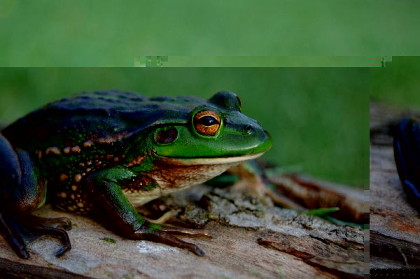 W-terezat-litoriaraniformis.jpg