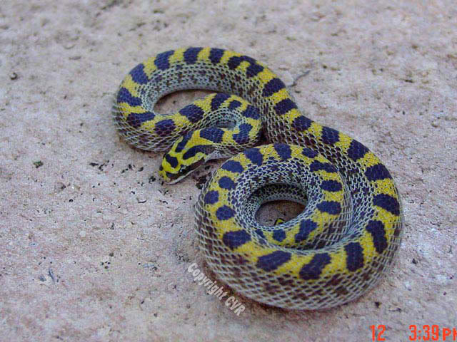 Lamprophis-fiskii.jpg